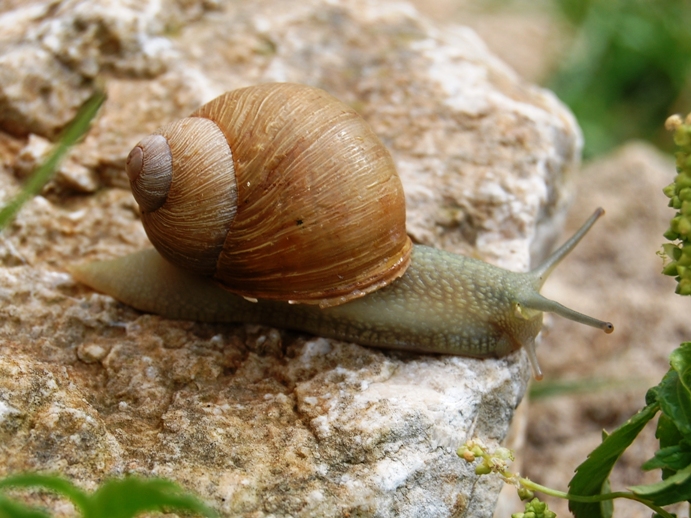 Escursione malacologica nel trapanese